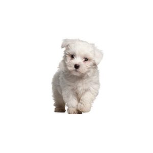 Popular Dog Breeds - Petland Kennesaw