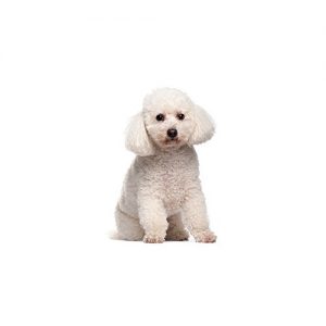 Popular Dog Breeds - Petland Kennesaw