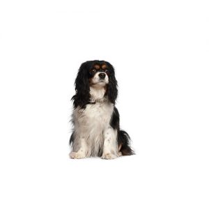 Popular Dog Breeds - Petland Kennesaw