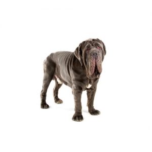 Popular Dog Breeds - Petland Kennesaw