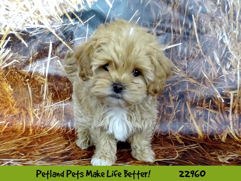 Shihpoo-Female-Apricot-2619758-Petland Pets & Puppies Chicago Illinois