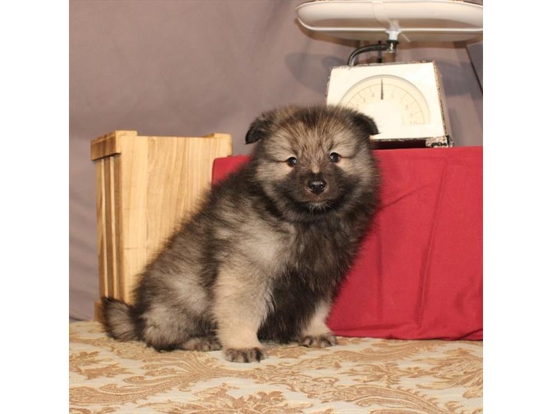 Keeshond dog male black silver 2634811 petland pets puppies chicago