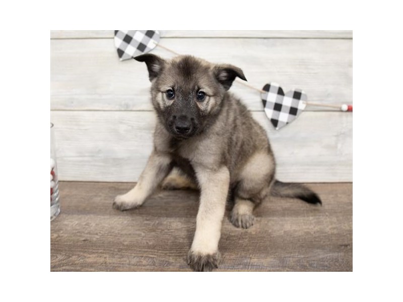 Norwegian Elkhound-Male-Sable-2621766-Petland Pets & Puppies Chicago Illinois