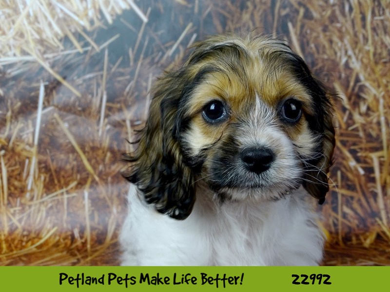 Cocker Spaniel/Bichon Frise-Female-Sable / White-2626643-Petland Pets & Puppies Chicago Illinois