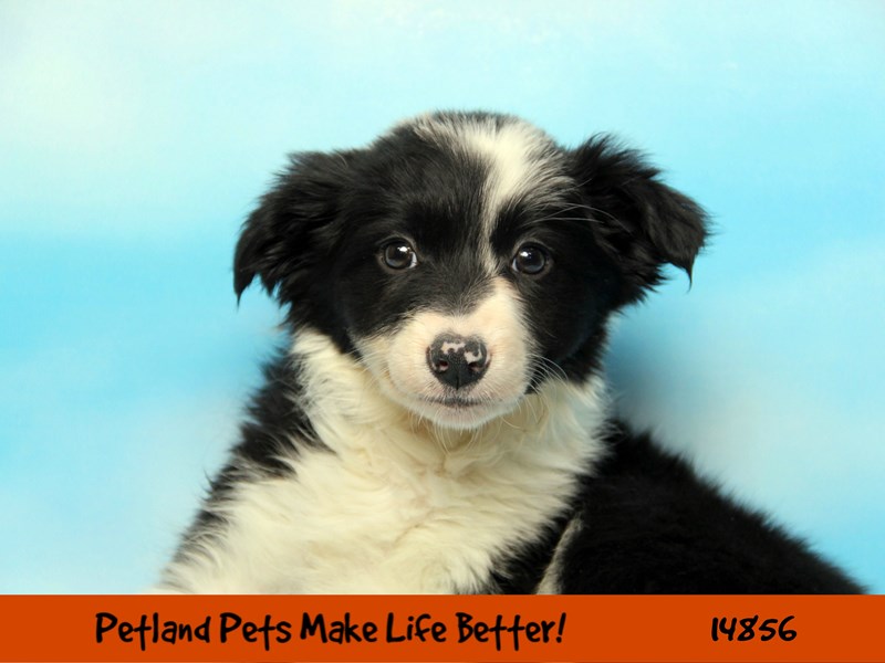 Border CollieDOGFemaleBlack / White2655915Petland