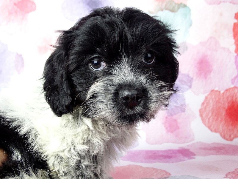 Cockachon-Male-Black / White-2656575-Petland Pets & Puppies Chicago Illinois