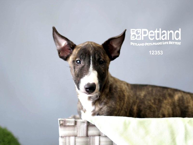 Bull Terrier-Male-Brindle / White-1866781-Petland Pets & Puppies Chicago Illinois