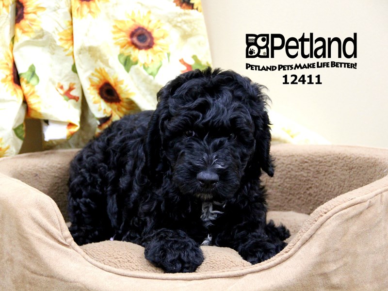 Goldendoodle 2nd Gen-Female-Black-1931446-Petland Pets & Puppies Chicago Illinois