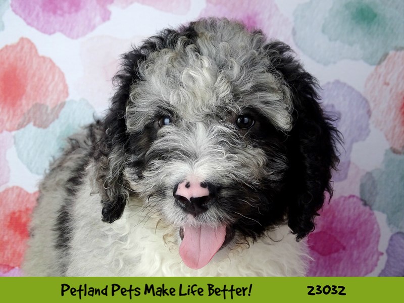 Aussiedoodle-Male-Blue Merle-2641882-Petland Pets & Puppies Chicago Illinois