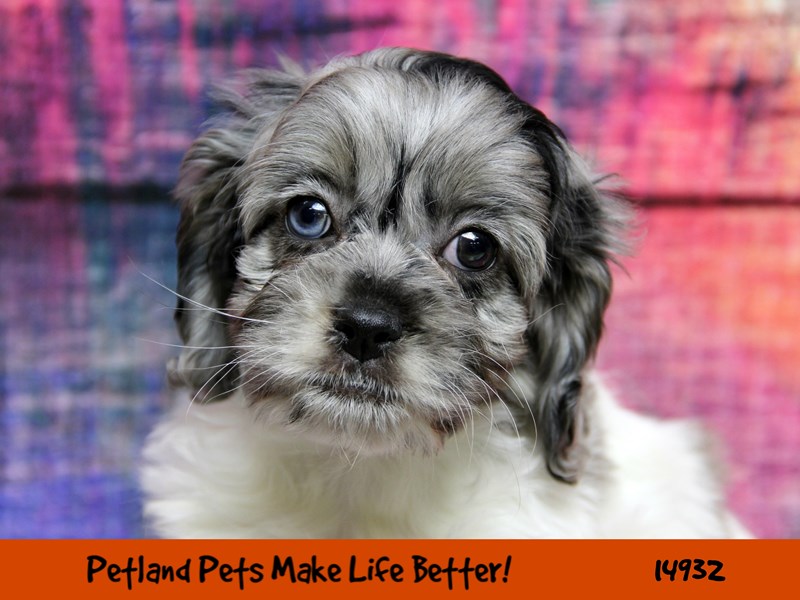 Cocker Spaniel/Bichon Frise-Male-Blue Roan-2681211-Petland Pets & Puppies Chicago Illinois