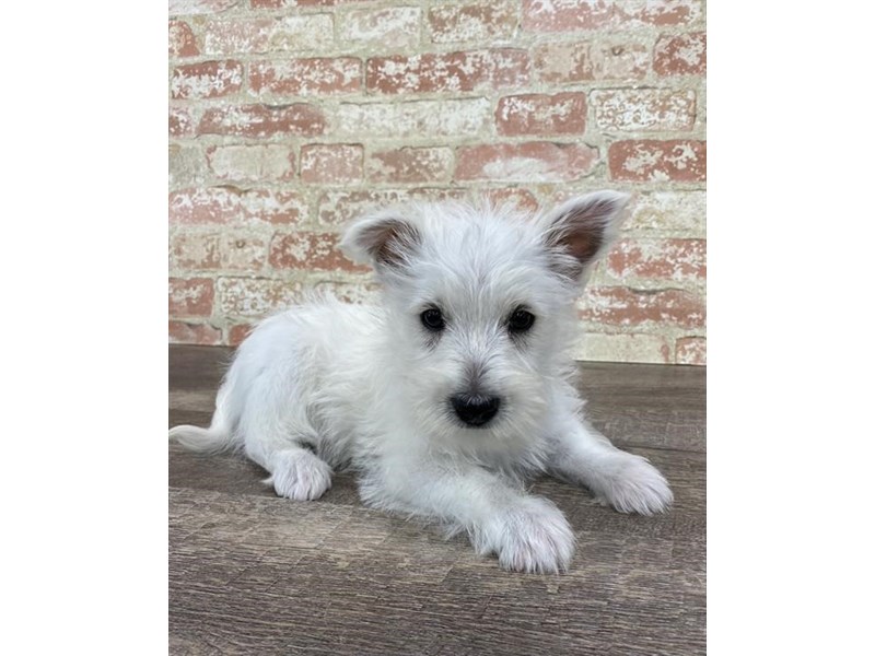 West Highland White Terrier-Female-White-2696937-Petland Pets & Puppies Chicago Illinois