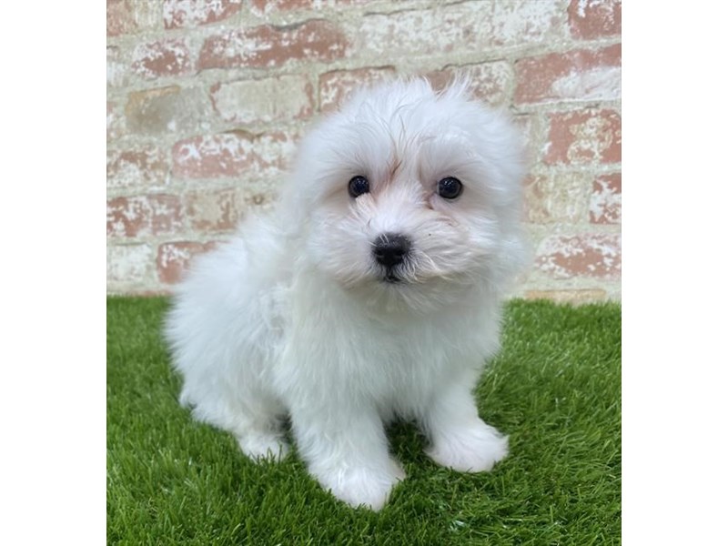 Coton De Tulear-Male-White-2703649-Petland Pets & Puppies Chicago Illinois