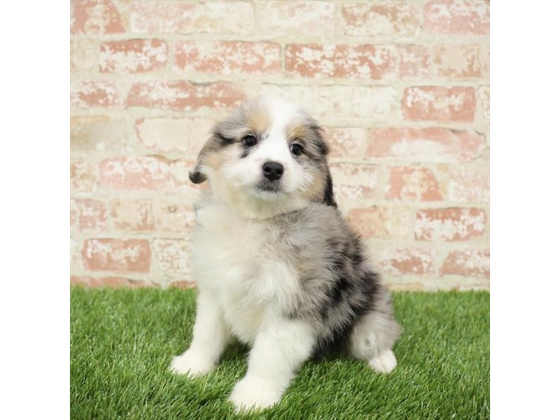 Aussiedoodle-Female-Blue Merle-2717411-Petland Pets & Puppies Chicago Illinois