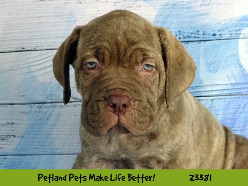 Dogue De Bordeaux/Neapolitan Mastiff-Male-Brindle-2737793-Petland Pets & Puppies Chicago Illinois