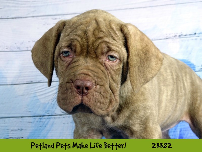 Dogue De Bordeaux/Neapolitan Mastiff-Female-Brindle-2737797-Petland Pets & Puppies Chicago Illinois