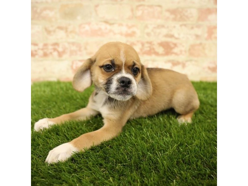 Puggle-Female-Fawn-2738478-Petland Pets & Puppies Chicago Illinois