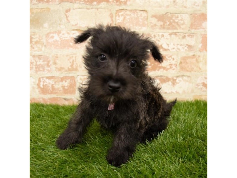 Cairn Terrier-Female-Wheaten-2760074-Petland Pets & Puppies Chicago Illinois