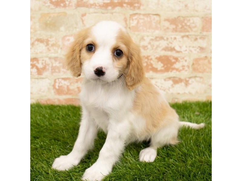 Cockalier-Female-Blenheim-2760367-Petland Pets & Puppies Chicago Illinois