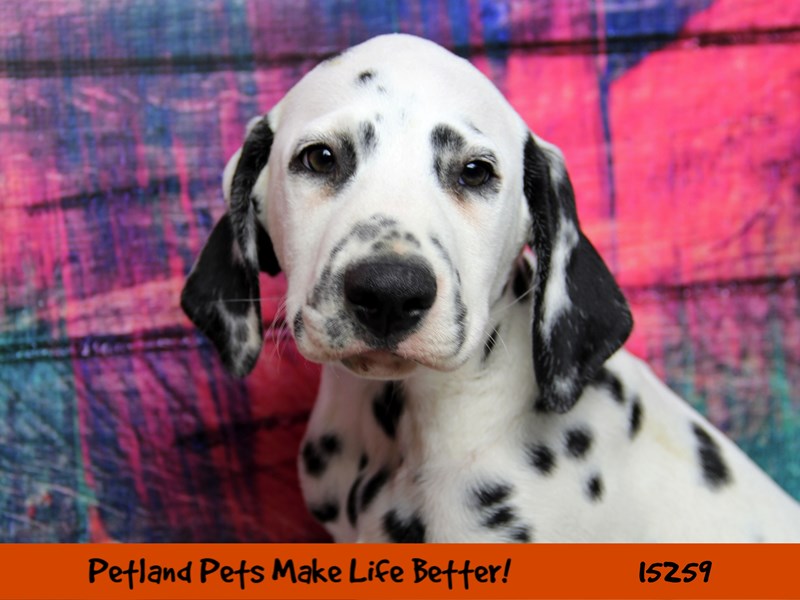 Dalmation-Male-Black/White-2765778-Petland Pets & Puppies Chicago Illinois