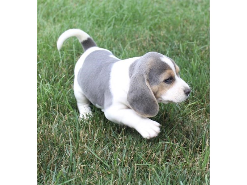 Blue Hair Beagle Puppy Breeders - wide 8