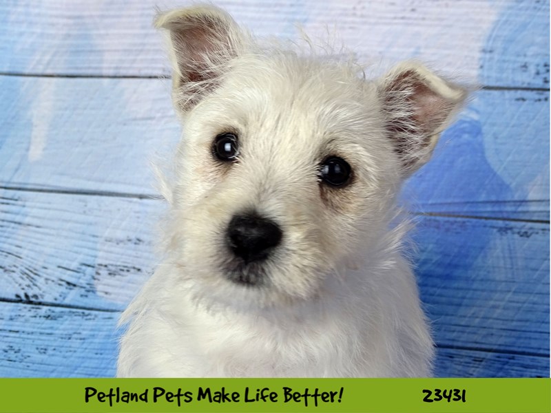 West Highland White Terrier-Female-White-2752218-Petland Pets & Puppies Chicago Illinois