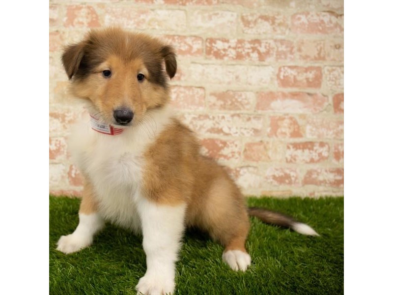 Collie-Male-Sable / White-2767870-Petland Pets & Puppies Chicago Illinois