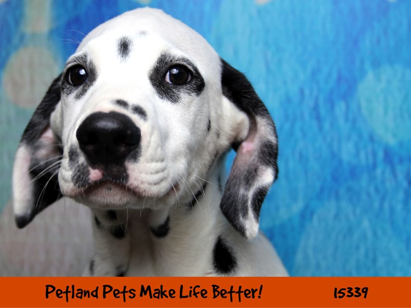 Dalmation-Male-Black/White-2788643-Petland Pets & Puppies Chicago Illinois