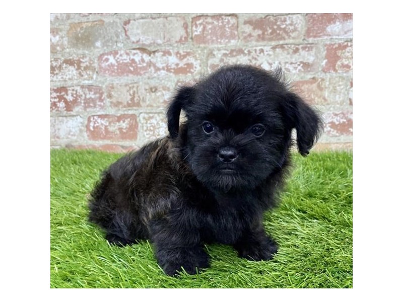 Brussels Griffon/Poodle-Male-Black-2804805-Petland Pets & Puppies Chicago Illinois