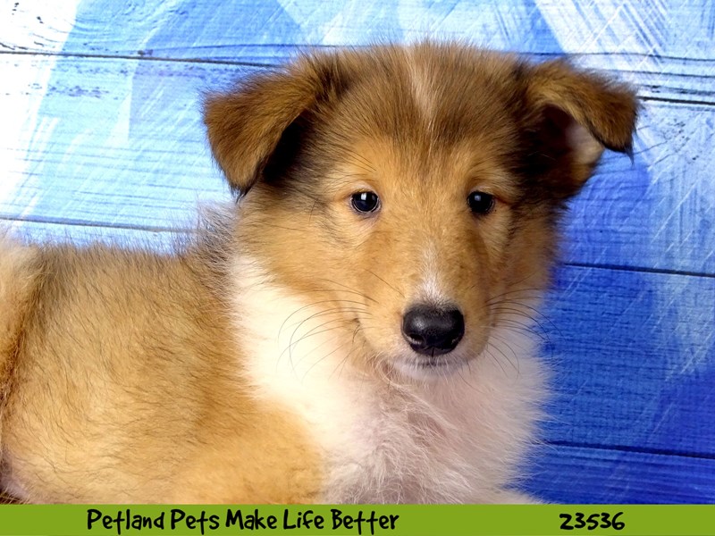 Collie-Male-Sable / White-2781513-Petland Pets & Puppies Chicago Illinois