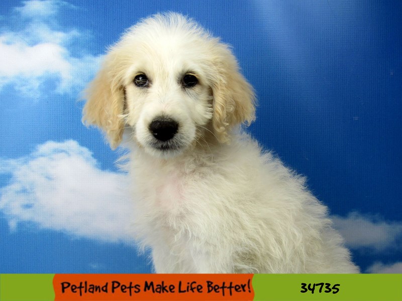 Mini Aussiedoodle-Male-Cream-2788653-Petland Pets & Puppies Chicago Illinois