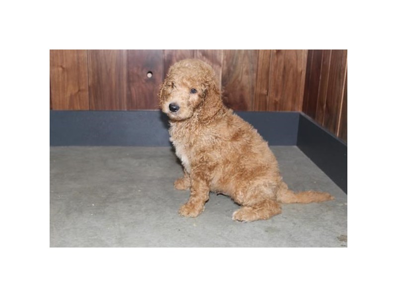 Goldendoodle/Poodle-Male-Apricot-2810204-Petland Pets & Puppies Chicago Illinois