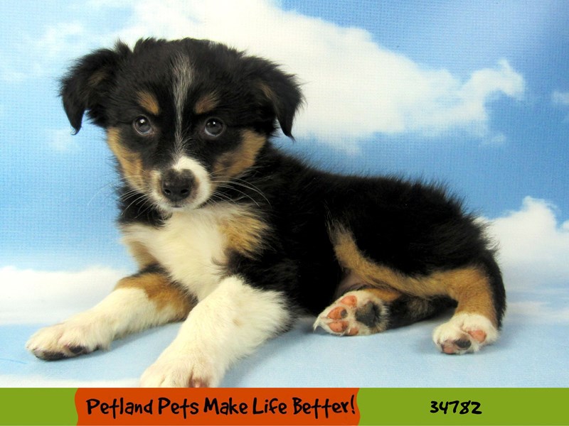 Mini American Shepherd-Female-Black Tri-Color-2825960-Petland Pets & Puppies Chicago Illinois