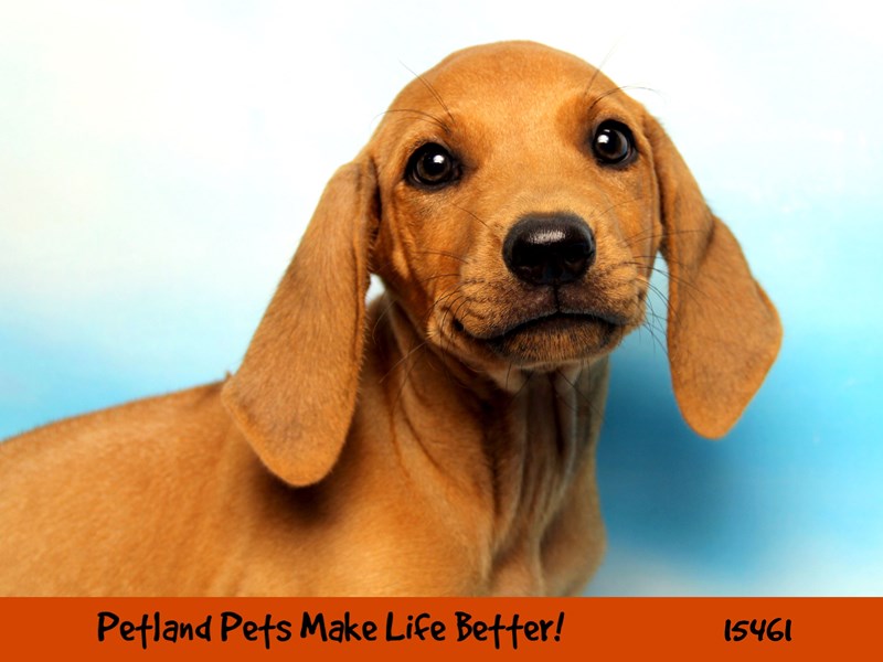 Rhodesian Ridgeback-Female-Wheaten-2833278-Petland Pets & Puppies Chicago Illinois