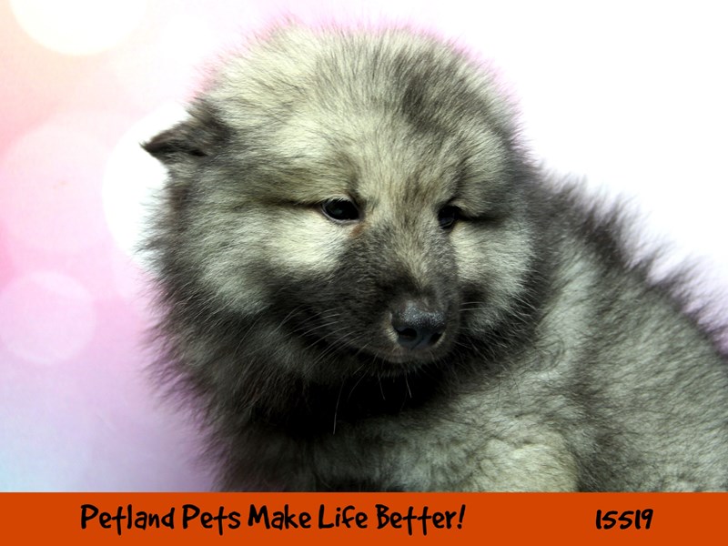 Keeshond-Male-Silver / Black-2848696-Petland Pets & Puppies Chicago Illinois