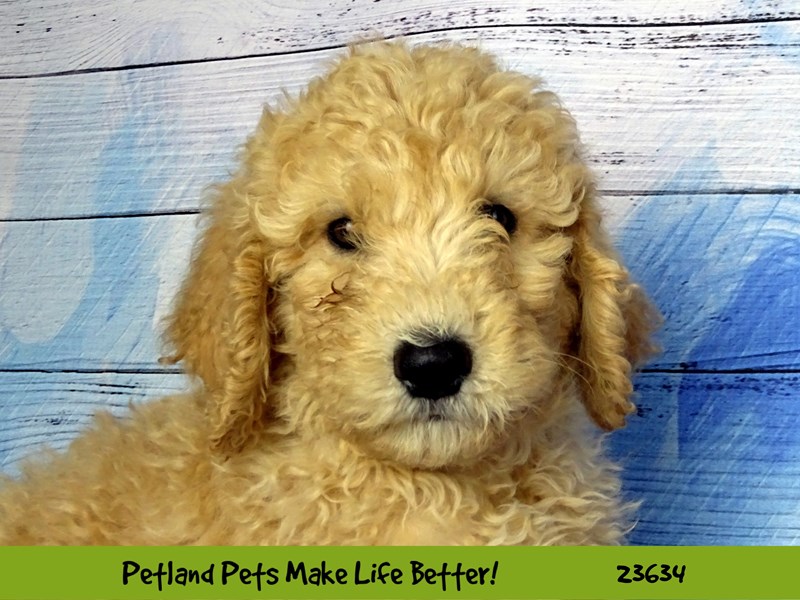 Goldendoodle/Poodle-Female-Apricot-2810222-Petland Pets & Puppies Chicago Illinois