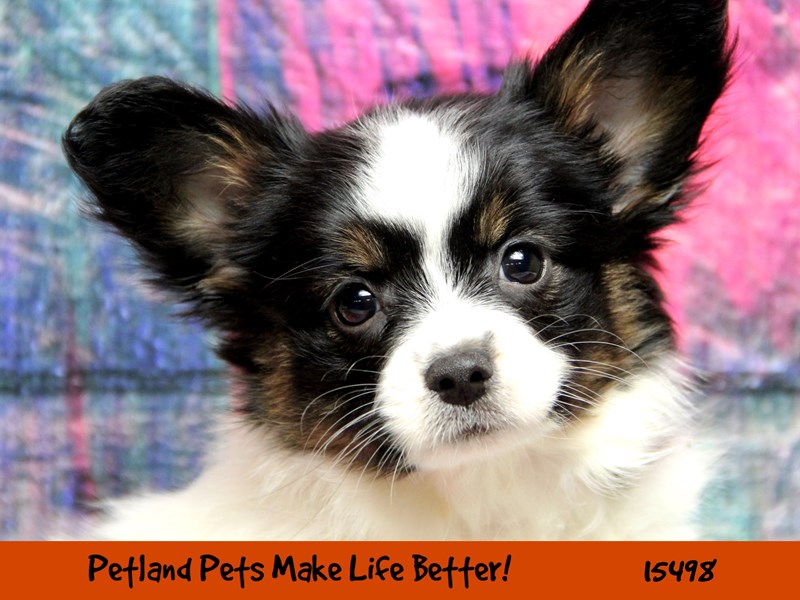 Papillon-Female-Black / White-2842895-Petland Pets & Puppies Chicago Illinois