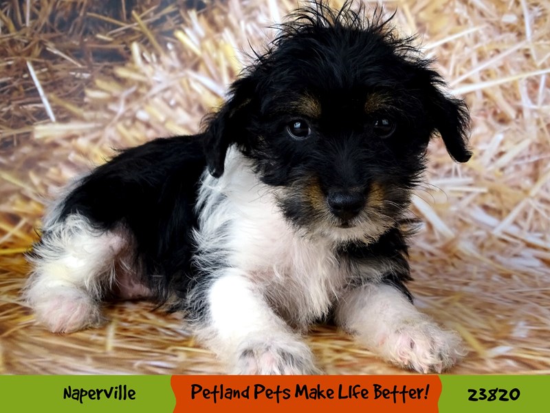 Miniature Poodle/Yorkshire Terrier-Female-Black Tan / White-2877683-Petland Pets & Puppies Chicago Illinois