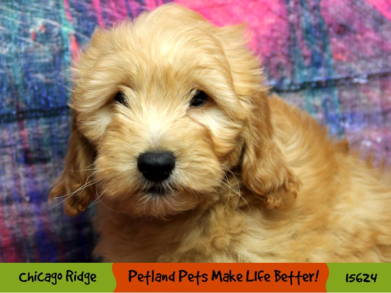 F1 Mini Golden Doodle-Male-Cream-2891438-Petland Pets & Puppies Chicago Illinois