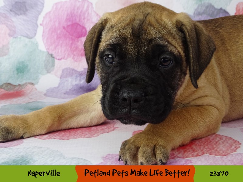 Bull Mastiff-Female-Fawn w/ Black Mask-2891056-Petland Pets & Puppies Chicago Illinois