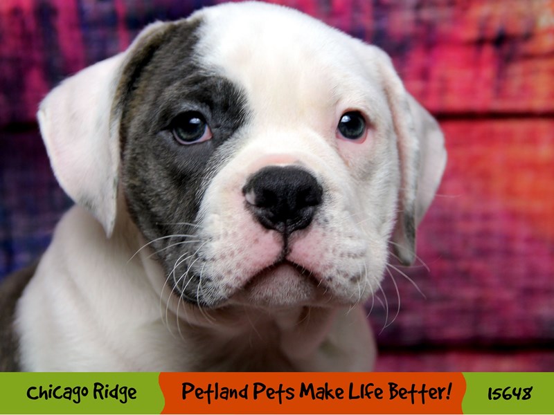 Victorian Bulldoge-Female-Blue-2897568-Petland Pets & Puppies Chicago Illinois