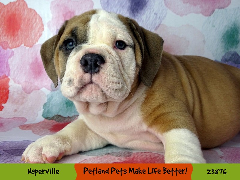 Victorian Bulldoge-Male-Lilac / White-2898031-Petland Pets & Puppies Chicago Illinois