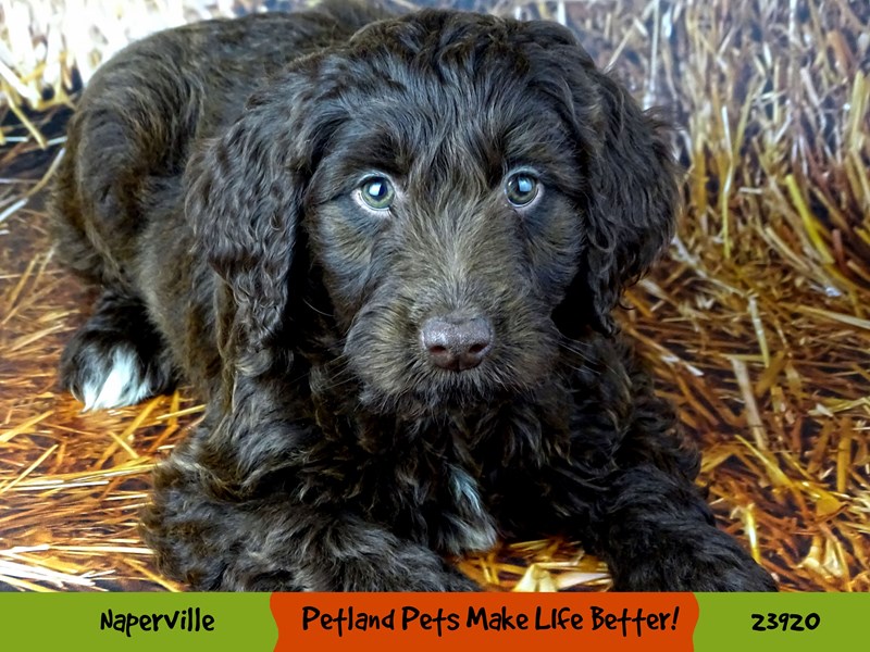 Poodle Mini/Goldendoodle-Female-Chocolate-2913580-Petland Pets & Puppies Chicago Illinois