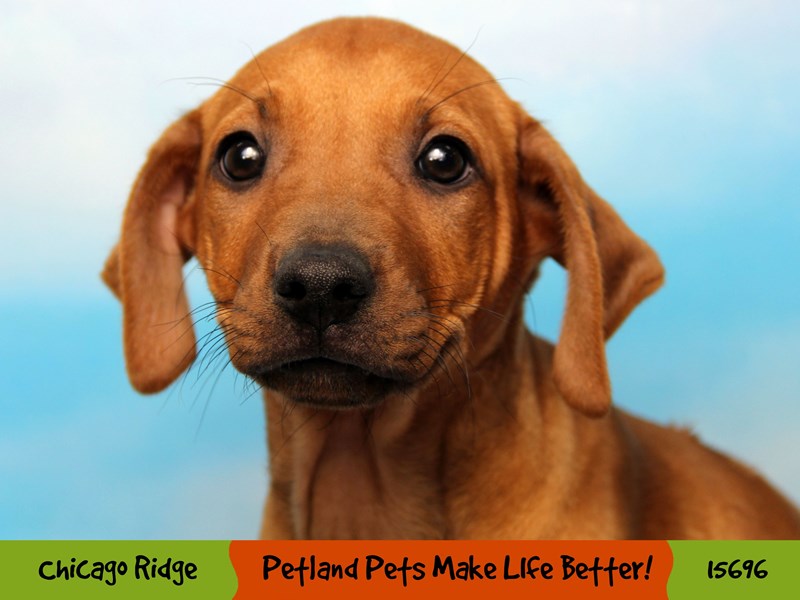 Rhodesian Ridgeback-Female-Red Wheaten-2913143-Petland Pets & Puppies Chicago Illinois