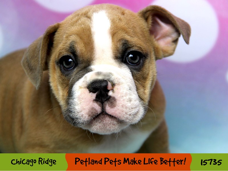 Victorian Bulldoge-Male-Blue Brindle-2926706-Petland Pets & Puppies Chicago Illinois