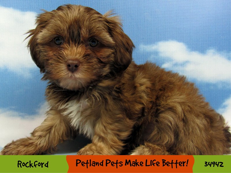 Shorkie-Female-Golden-2968058-Petland Pets & Puppies Chicago Illinois