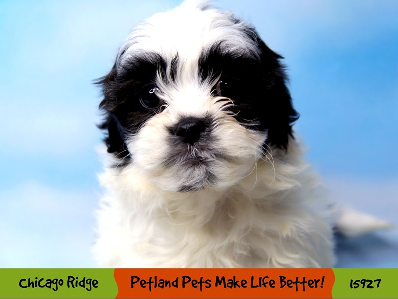 Bichon/Shih Tzu-Male-Black / White-3017309-Petland Pets & Puppies Chicago Illinois