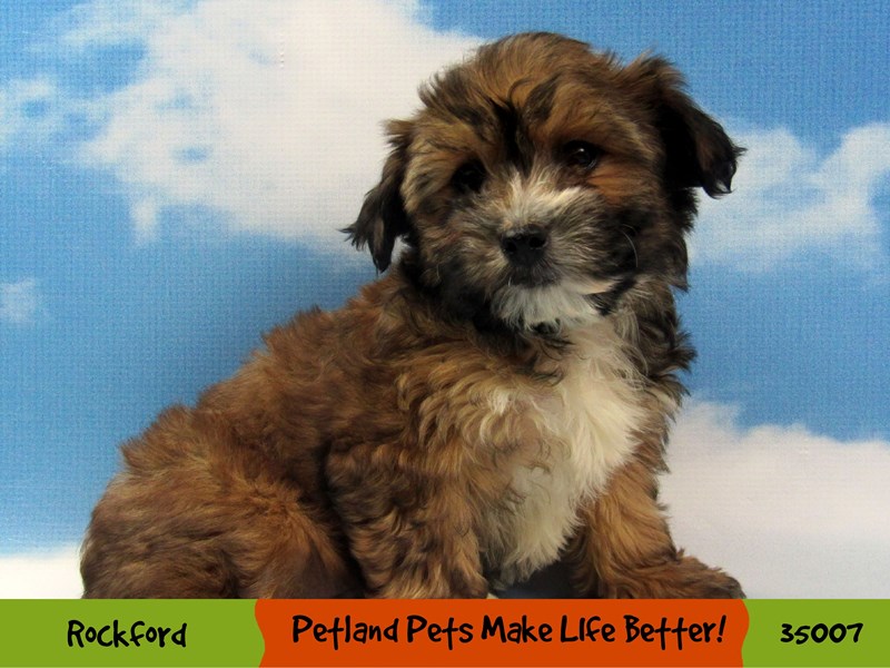Yo-Chon-Male-Sable-3037079-Petland Pets & Puppies Chicago Illinois