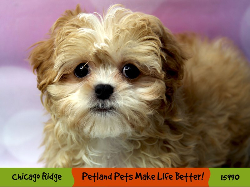 ShizaPoo-Female-Apricot-3049619-Petland Pets & Puppies Chicago Illinois