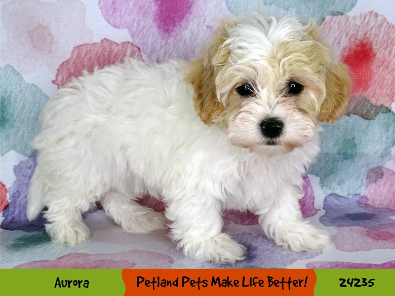 Shi-Poo-Female-Red / Apricot-3123005-Petland Pets & Puppies Chicago Illinois