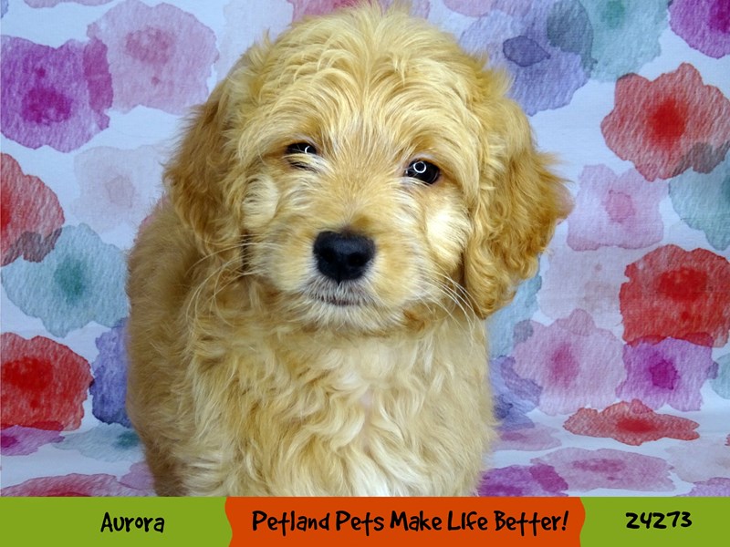 F1 Mini Goldendoodle-Male-Apricot-3154483-Petland Pets & Puppies Chicago Illinois